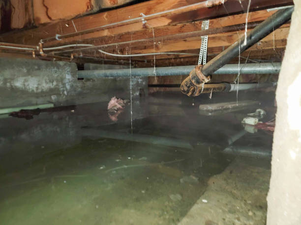 Best Basement water damage restoration  in Westvle, IL