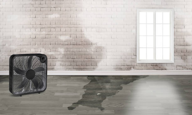 Best Water damage restoration near me  in Westvle, IL