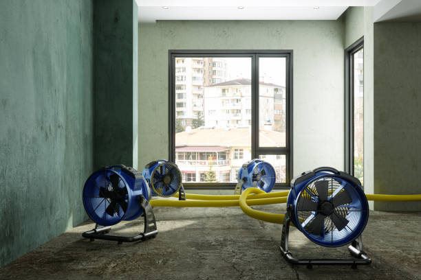 Best Professional water damage repair  in Westvle, IL